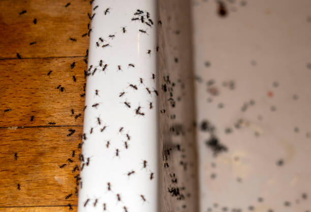 Best Commercial Pest Control Services  in Fremont, NE