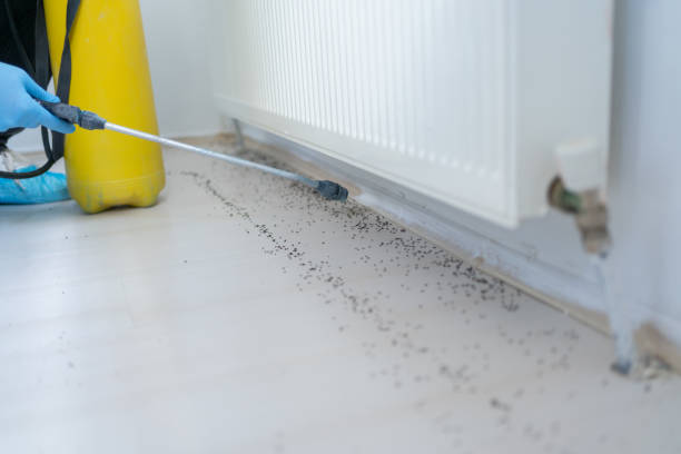 Best Flea Control Services  in Fremont, NE